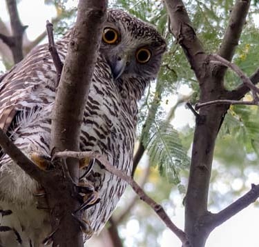 Powerful owl