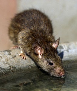 Brown rat