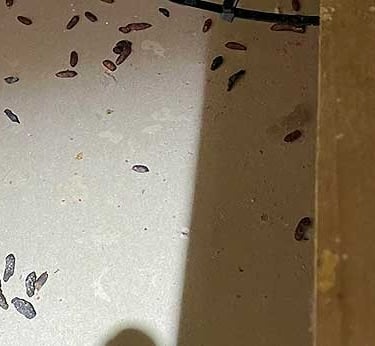 Multiple rat poops in a modern home roof space