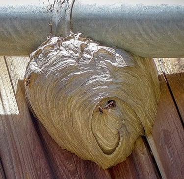 Wasp nest under the guttering
