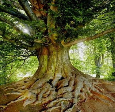 Uma Arvore Centenaria