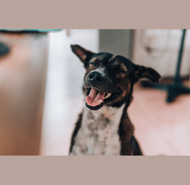 vira lata feliz, sorrindo