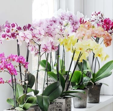 flores naturais