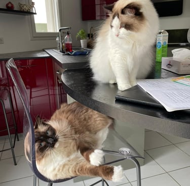 Simba et Sherlock des Dolls de Mitilo
