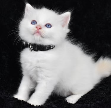 Collier noir Trigesse Les Dolls de Mitilo
