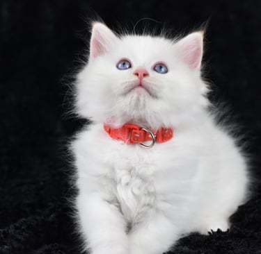 Collier rouge Trigesse Les Dolls de Mitilo
