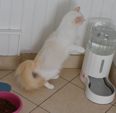 Pet Water Dispenser Les Dolls De Mitilo 2