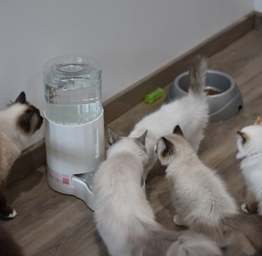 Pet Water Dispenser Les Dolls De Mitilo 3