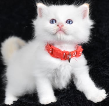 Collier rouge Trigesse Les Dolls de Mitilo
