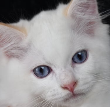 Willoo des Dolls de Mitilo