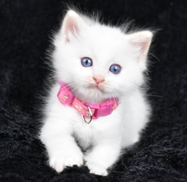 Collier rose Trigesse Les Dolls de Mitilo