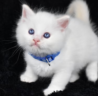 Collier bleu Trigesse Les Dolls de Mitilo