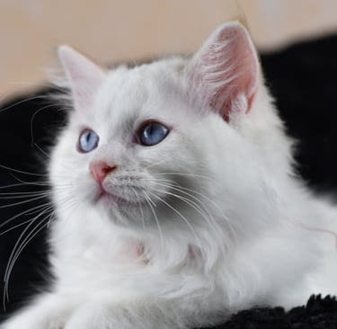 Willoo des Dolls de Mitilo