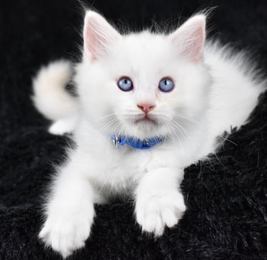 Collier bleu Trigesse Les Dolls de Mitilo