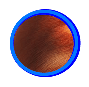La couleur rousse du Ragdoll.