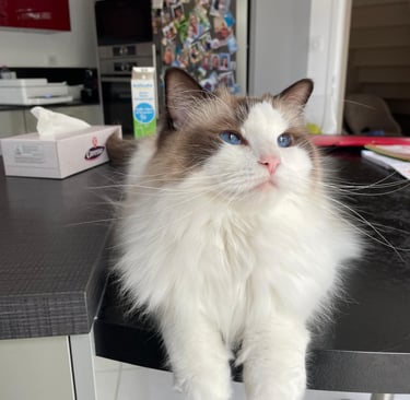 Simba des Dolls de Mitilo