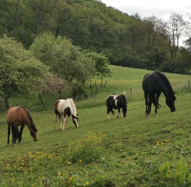 chevaux en troupeau au pré