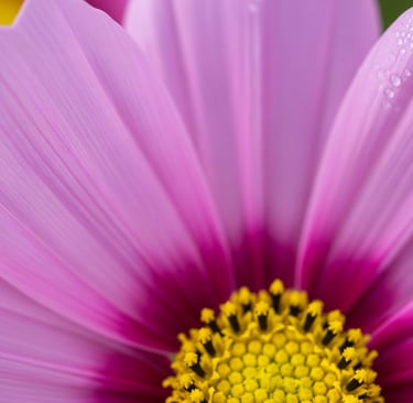 pink cosmos flower petal close up