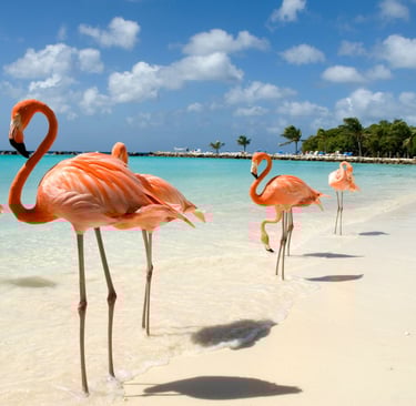 Flamingos em Aruba