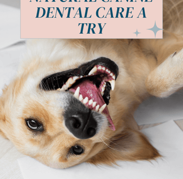 how to give natural canine dental care a try