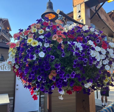 dog friendly travel northstar lake tahoe