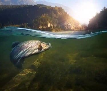 salmon turning in the water