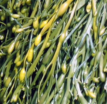 green seaweed
