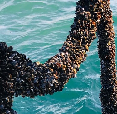 mussels growing on a rope in the sea