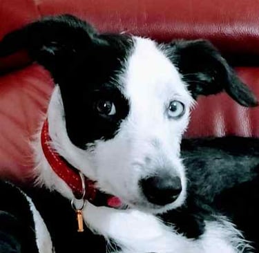 Jess 3 years old