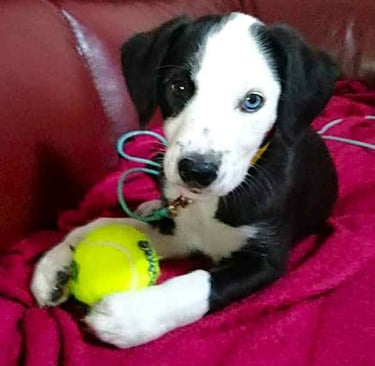 Jess 12 week pup