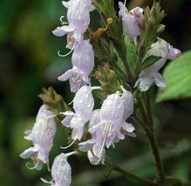 Nelu flower in Sri Lanka