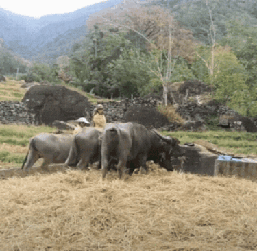 Cutting the crops and using oxen to thresh the leaves.
