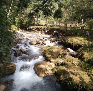 a stream running through a forest filled with people