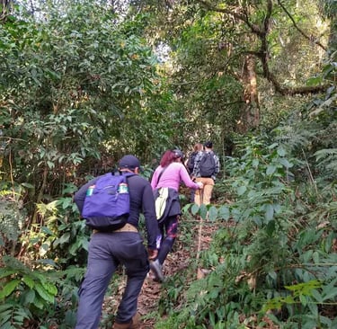 a group of people walking through a forest
