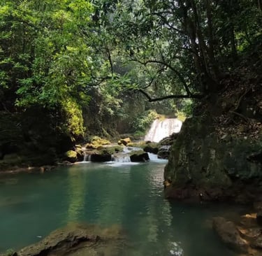 a waterfall in the middle of a forest