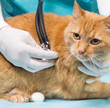 Clínica Veterinária para Gato