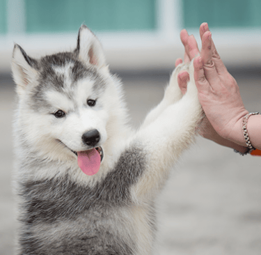 veterinario-no-jardim-sao-paulo
