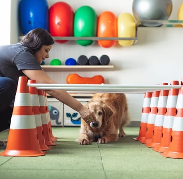 veterinario-no-jardim-sao-paulo