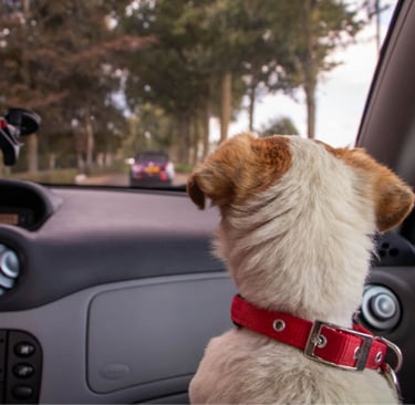 veterinario-no-jardim-sao-paulo