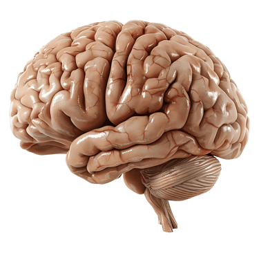 Cerebro  -  (Neurología)
