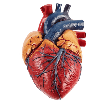 Corazón
