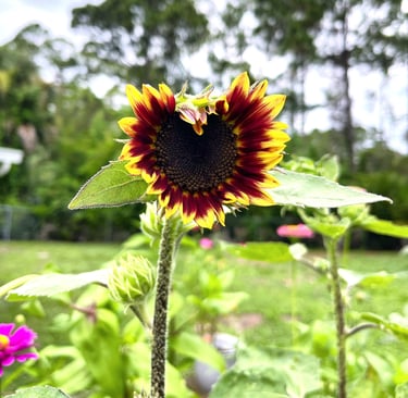 sunflower opening in shape of a heart
