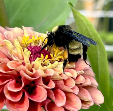 Fuzzy carpenter bee on ombre zinnia bloom