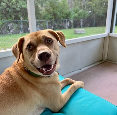 Jango happy dog face