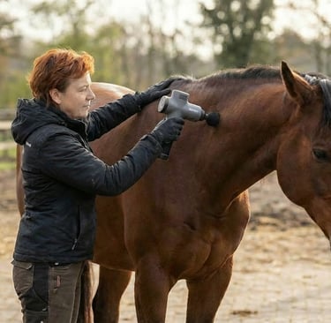 A trainer uses a handheld percussion massage gun on a bay horse for equine muscle recovery.