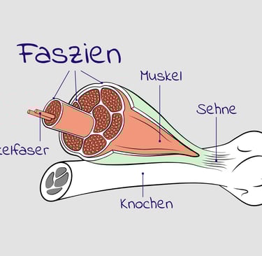 Faszien Bild