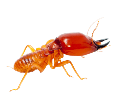 termite control