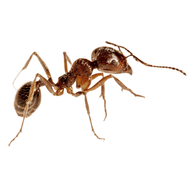 ant control