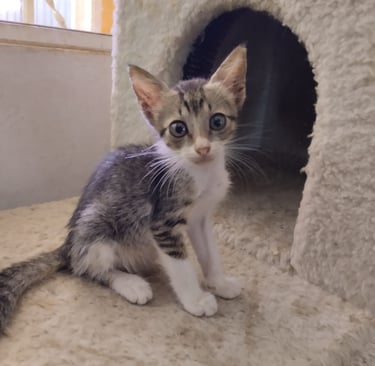 Mishi tiene 2 meses, está desparasitada, esterilizada y vacunada.