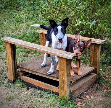 Deux chiots lors d'une puppy's School